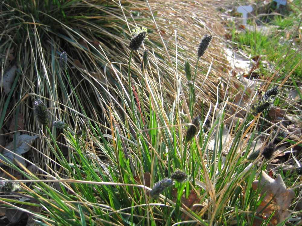 Sesleria caerulea (Moor-Blaugras)